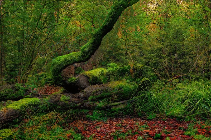 Magical Woodlands